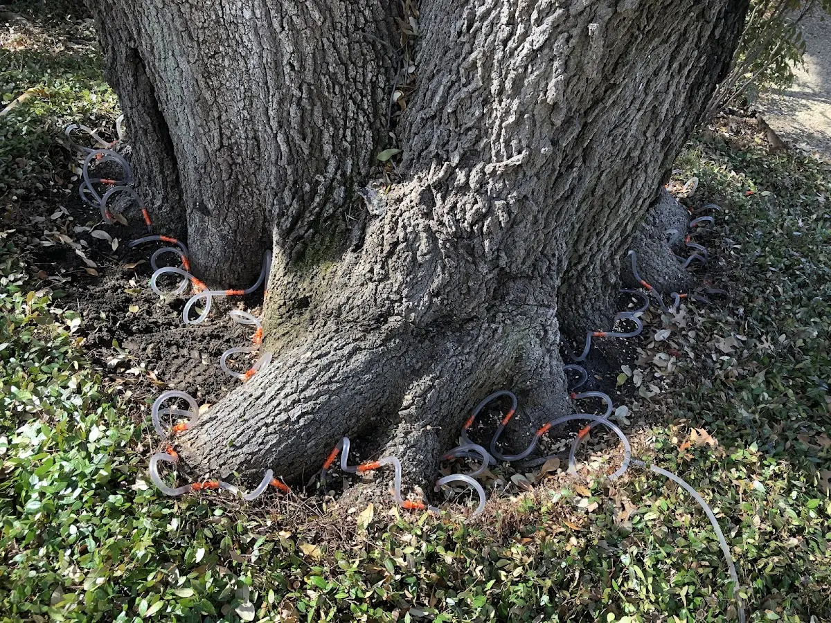 Detailed Tree Cabling and Bracing job site in Earlington