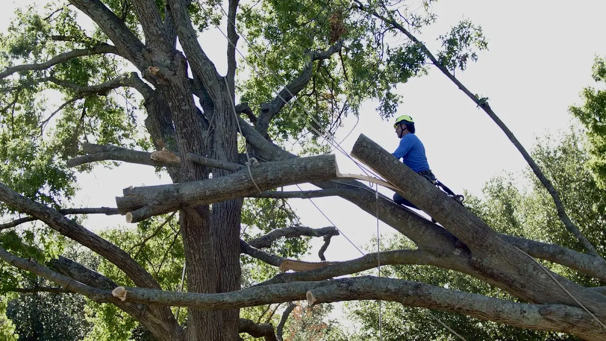 Professional Hazardous Tree Removal performed by certified arborists in Earlington
